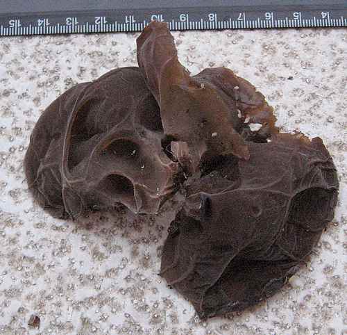 Auricularia auricola-judae 5.JPG