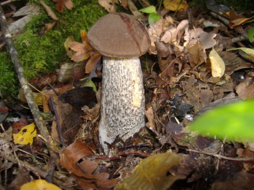 dscf0990ic7.jpg