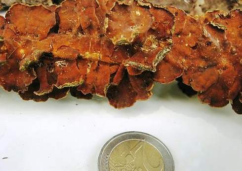 Stereum subtomentosum 1.jpg