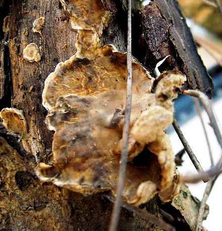 Stereum subtomentosum 5.JPG