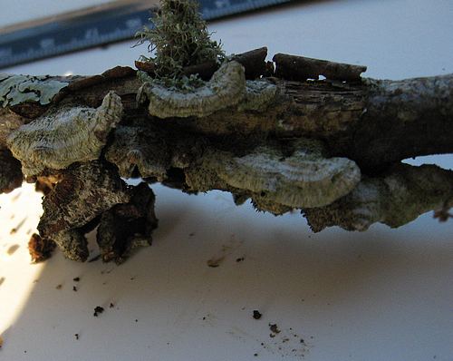 Trametes hirsuta 2.JPG