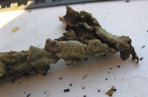 Trametes hirsuta 3.JPG