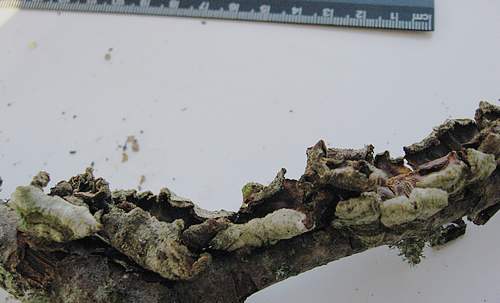 Trametes pubescens 2.JPG