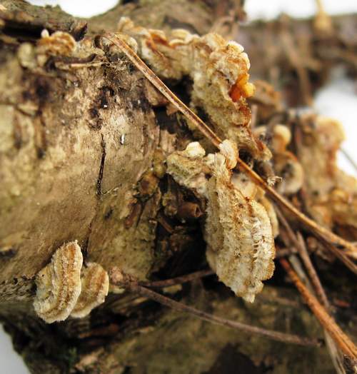 Trametes pubescens 3.jpg