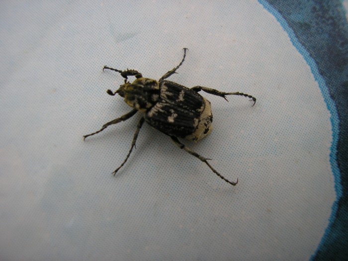 une photo avec la vue du tarse postérieur