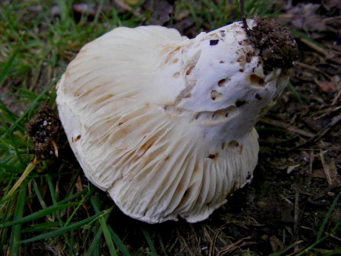 2010_0310avril0085.JPG