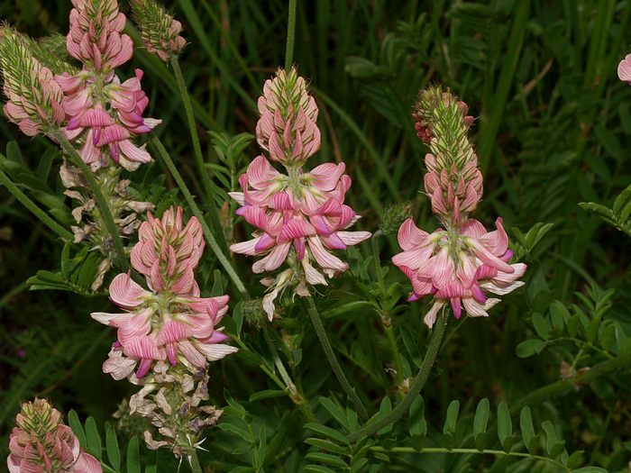 Sainfoin à feuilles de vesce