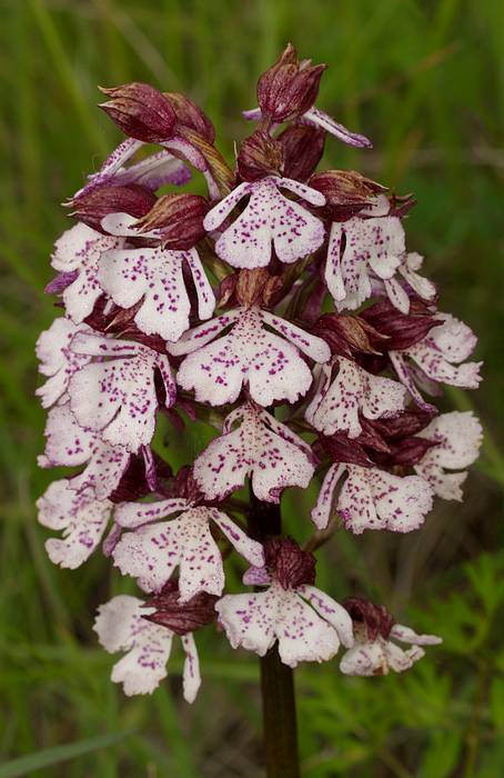 Orchis pourpre