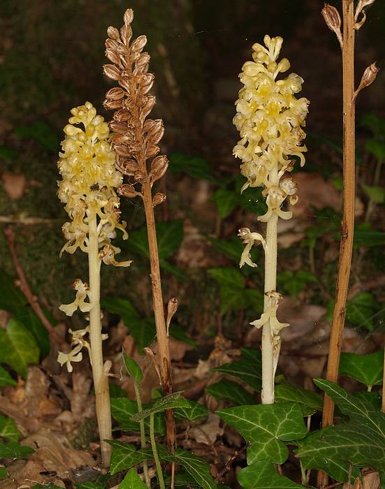 Néottie nid d'oiseaux