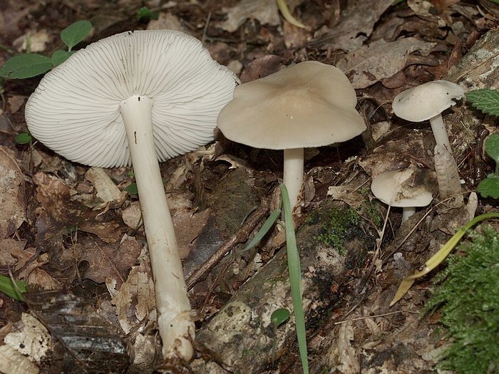 P6130370.JPG