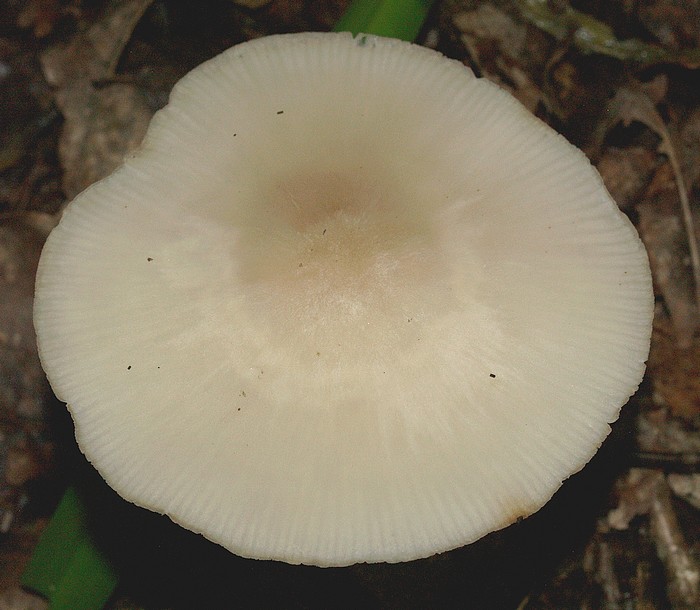 P6130364.JPG