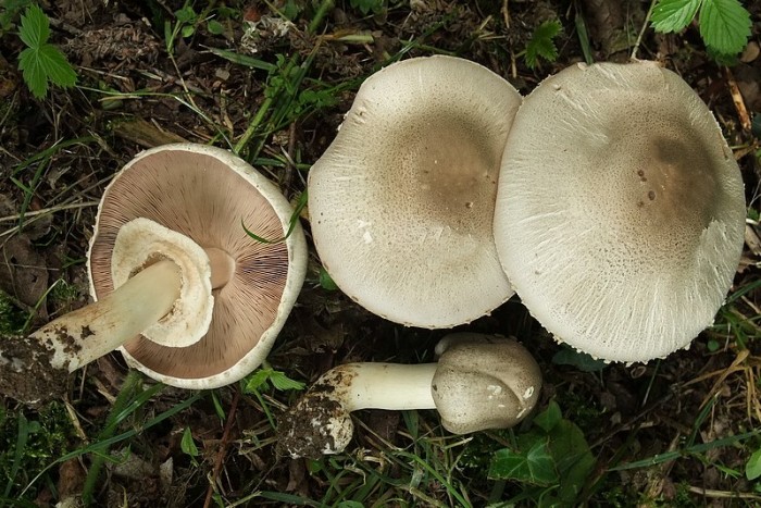 DSCF1131.JPG