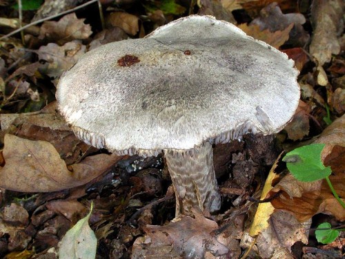 Champignon.jpg