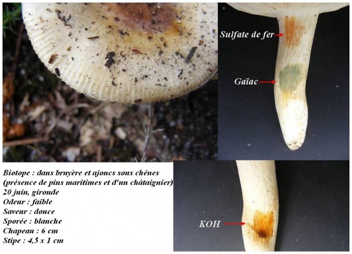 Russula.JPG