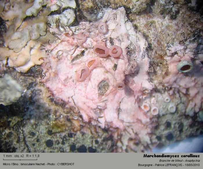 marchandiomyces_corallinus.jpg