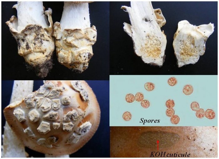 Amanitopsis.JPG