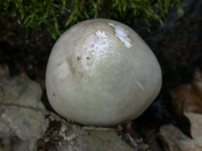 Pluteus petasatus