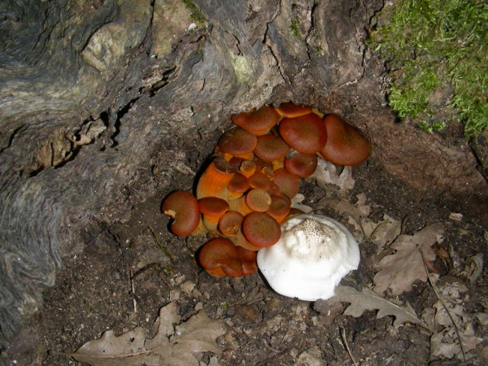 Pluteus petasatus