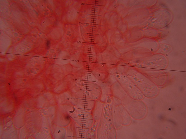 CUTICULE1.JPG
