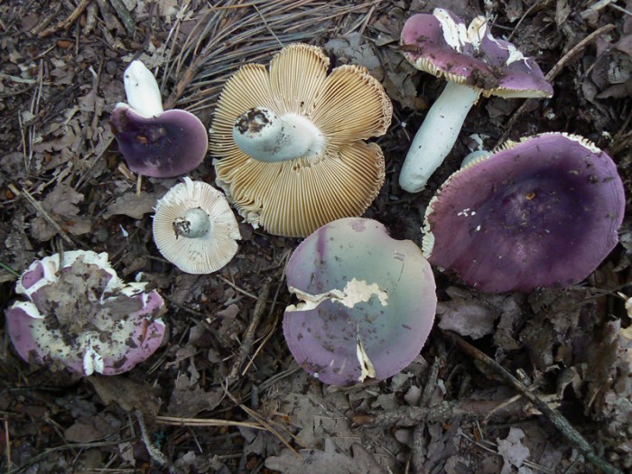 P1150874.jpg