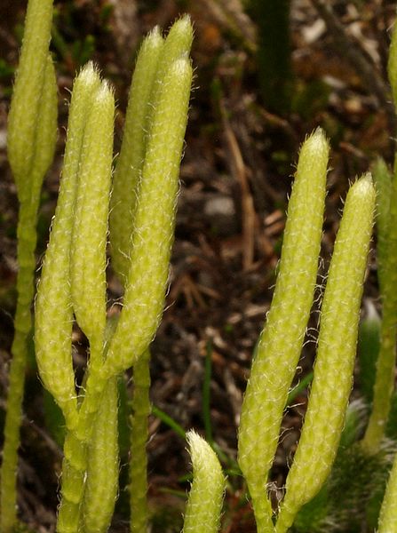 Lycopodium clavatum