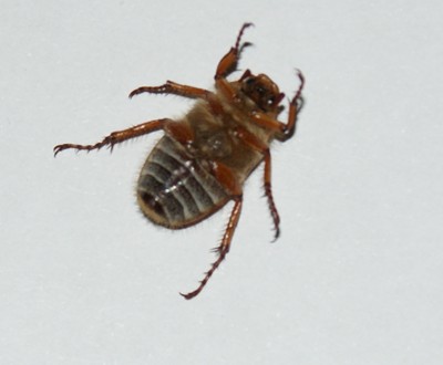 cucar2.jpg
