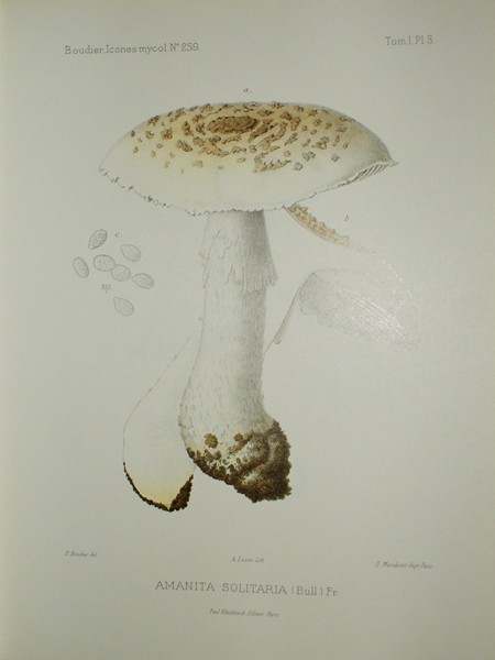 Boudier 2.jpg