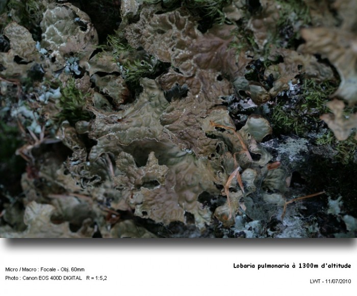 lobaria_pulmonaria_a_1300m_daltitude 2.jpg