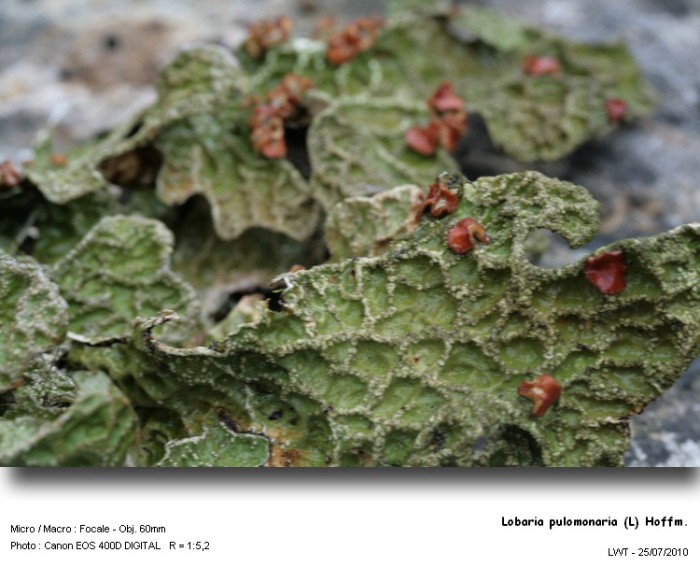 lobaria_pulomonaria_l_hoffm état humide.jpg