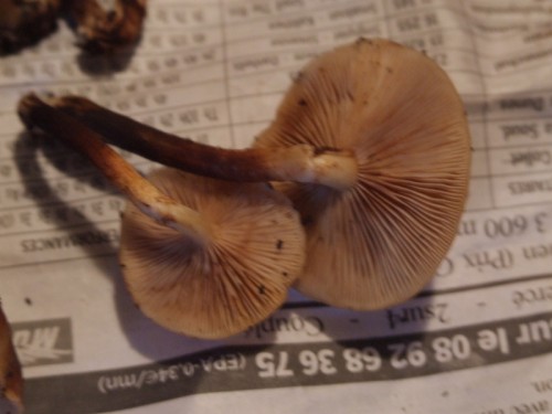 dscf5664qx7.jpg