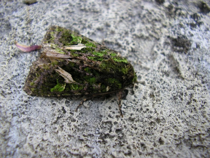 P7290006.JPG