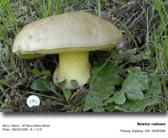 B.radicans-100806-MC1.jpg