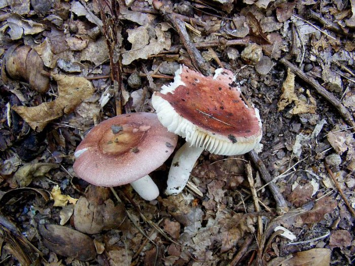 Russule août 2010.jpg