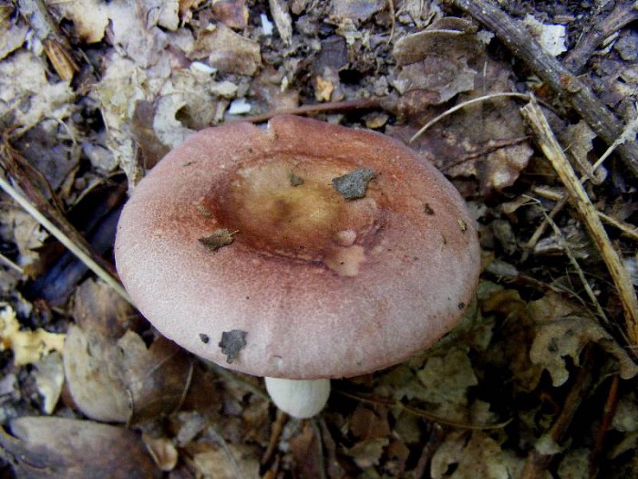 Russule 2 août 2010.jpg