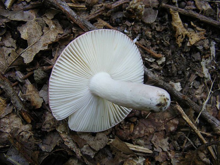 Russule 1 août 2010.jpg