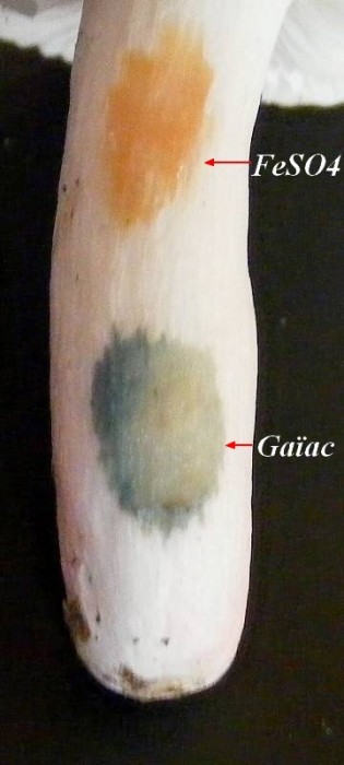 Russule 3 août 2010.jpg