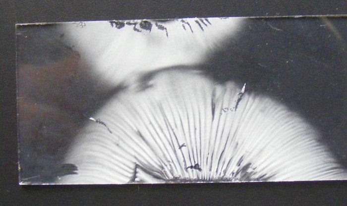 Russule 4 août 2010.jpg