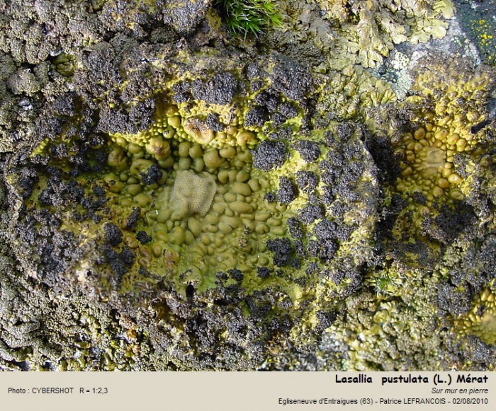lasallia__pustulata_l_merat.jpg