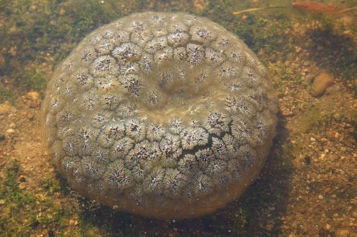 Pectinatella4.jpg