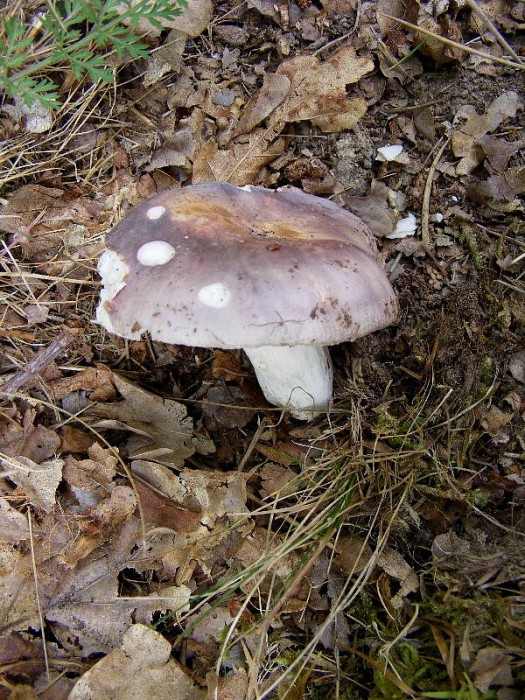 Russula sp 2.JPG