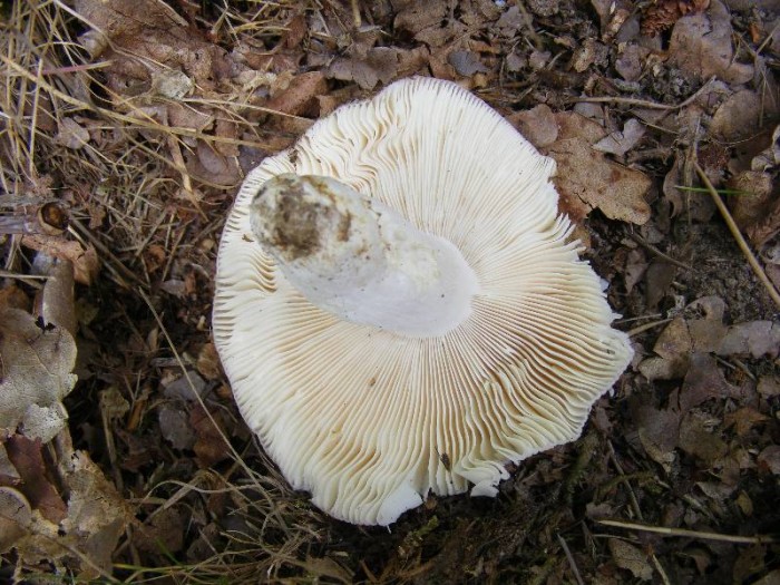 Russula sp 1.JPG