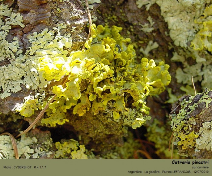 cetraria_pinastri.jpg