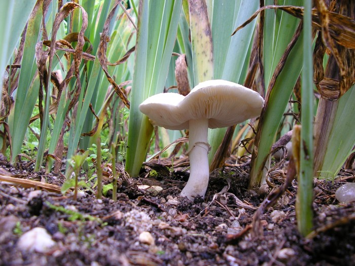 Leucoagaricus leucothites dans les iris au mois de juin 2008.