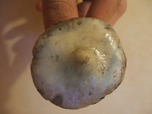 dscf1616kr7.jpg