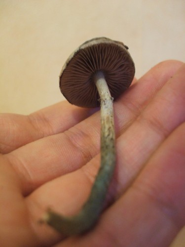 dscf1615ix5.jpg