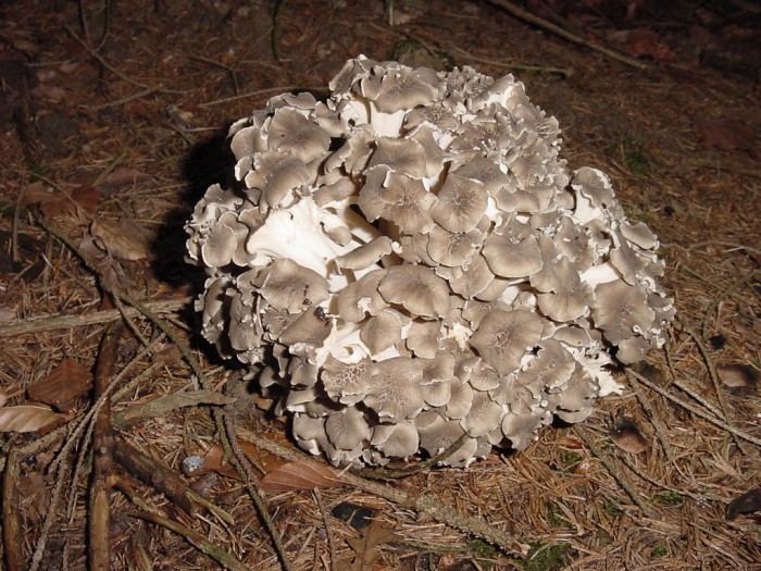 dendropolyporus umbellatus.JPG