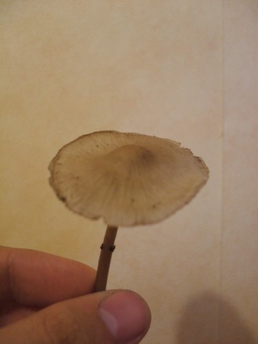 DSCF1622.JPG
