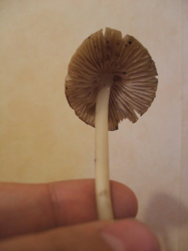 DSCF1620.JPG