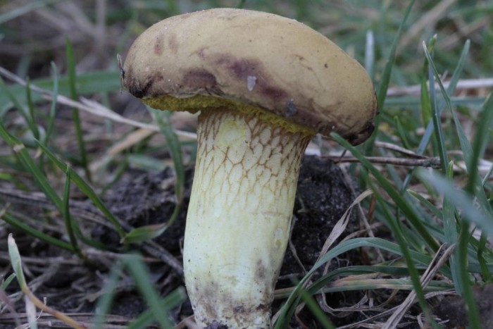 RAMBOUILLET 4 SEPTEMBRE 2010 117-redim1024.jpg