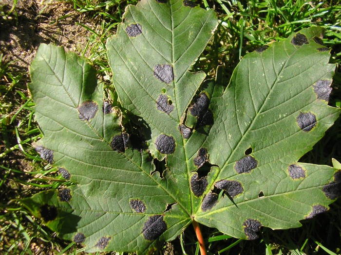 La feuille d'érable avec de nombreuses taches.
